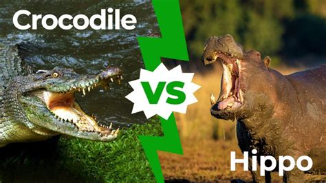 Hippo Vs Crocodile Who Would Win In A Fight A Z Animals