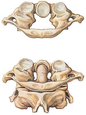 On either side of the anterior arch are the lateral masses, which are the widest regions of the atlas. Encyclopédie Larousse en ligne - Atlas et axis