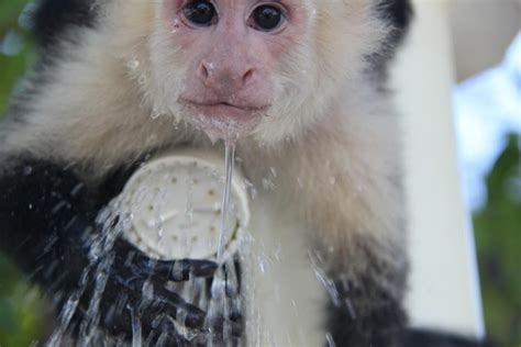Monkey In My Shower Monkey