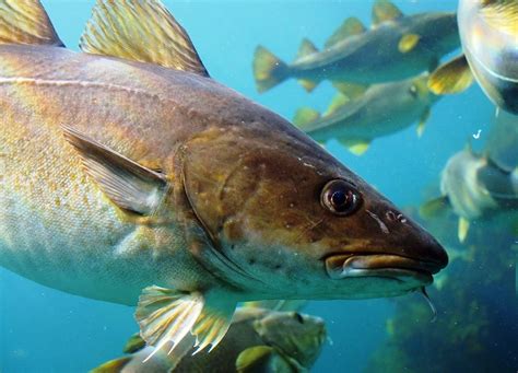 Merluzzo, il pesce della salute - Dieta del gruppo sanguigno