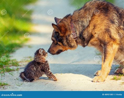 Little Kitten And Big Dog Stock Photo Image 48951081