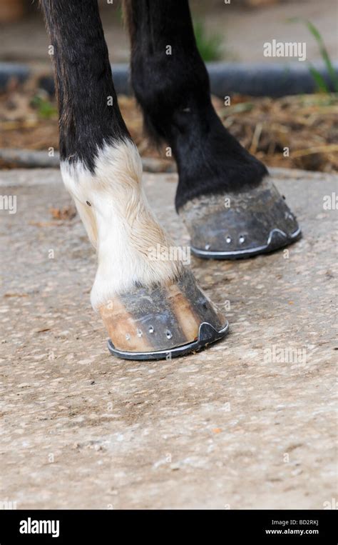 New Shoes Attached To The Horse S Hooves Stock Photo Alamy