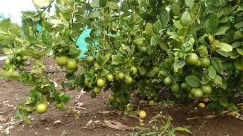 Seedless Lemon Tree At Rs 60piece Lemon Tree In Nashik Id 16263827955