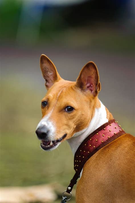 Basenji Hunting Dog Stock Image Image Of Athletic Affectionate 10652765