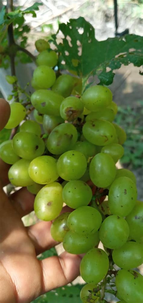 Meski dinamakan penyakit busuk buah, faktanya. mengatasi Lalat Buah pada anggur | Pohon Anggur Genjah