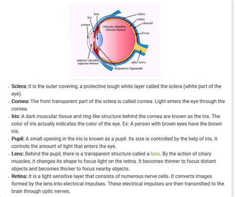Draw A Labeled Diagram Of Human Eye Write The Functions Of Cornea Iris