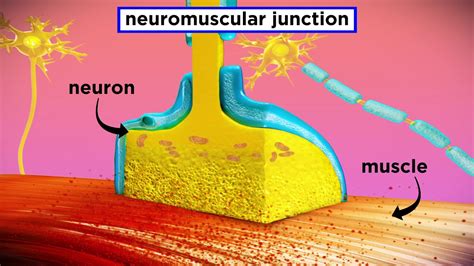 The Mechanism Of Muscle Contraction Sarcomeres Action Potential And