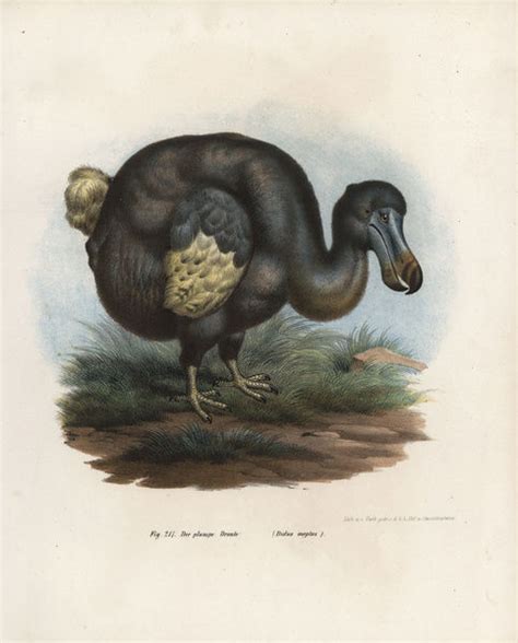 Dodo Raphus Cucullatus Extinct Bird 14210058 Framed Framed Prints