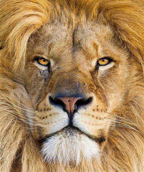 Extremely Photogenic Lion Amazing Photo Of The Day Dottech