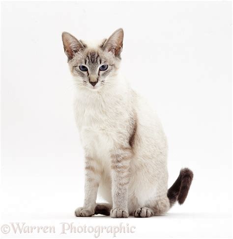 Lilac Point Siamese Cat Sitting Photo Wp10912