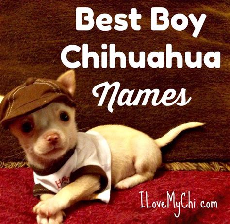 33 Chihuahua Puppy Boy Names Picture Bleumoonproductions