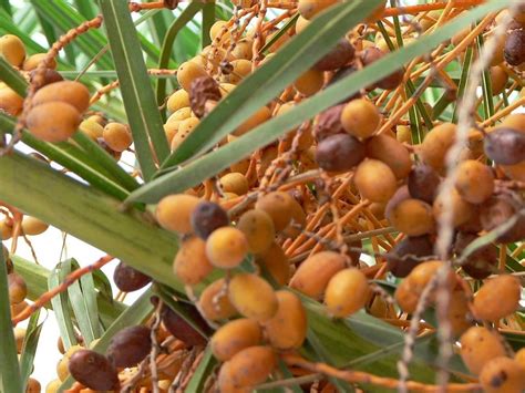 Popular as an outdoor ornamental plant with high su. File:Orange palm tree fruits.jpg - Wikimedia Commons