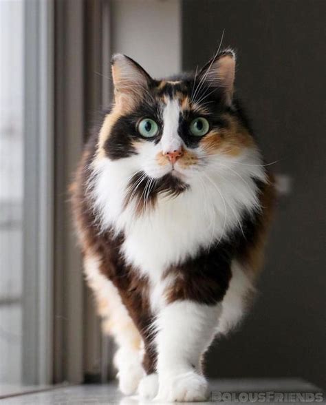 In Fact Any Breed Of Cat Can Be Born With Calico Fur Although It Is