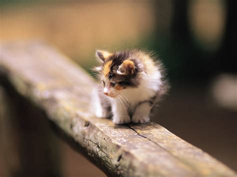 10 Gambar Kucing Paling Cantik Dan Imut