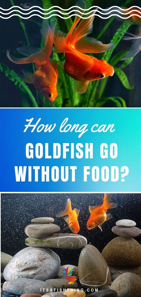 Key messages about rodents used for pet food How Long Can Goldfish Go Without Food?