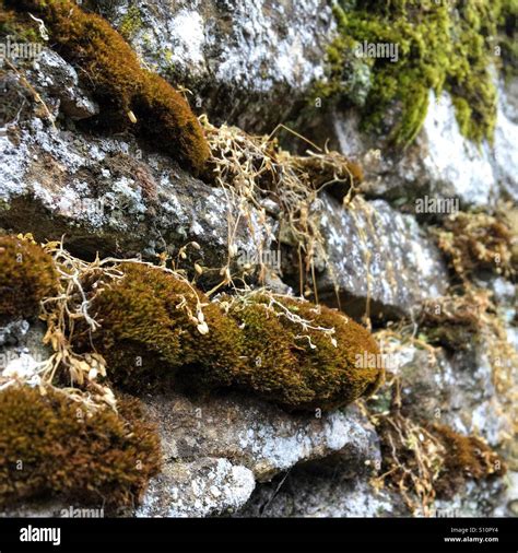 Moss And Lichen Growing On A Stone Wall Stock Photo Alamy