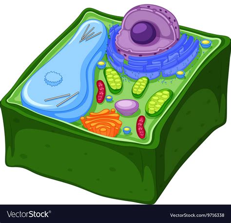 Plant Cell Illustrations Royalty Free Vector Graphics Amp Clip Art