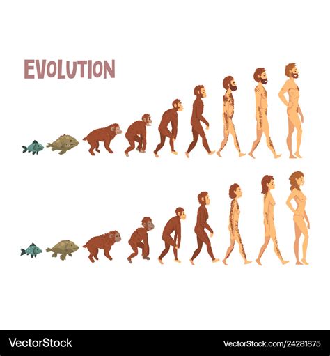 Timeline Human Evolution