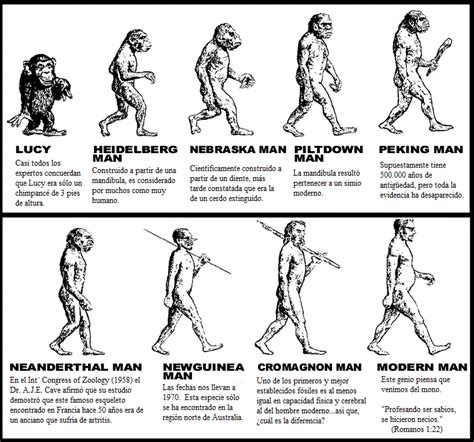 Adán Y La Verdadera Evolución Humana Tiempo De Gracia