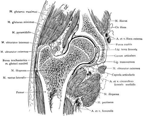 Frontal Section Through Hip Joint | ClipArt ETC