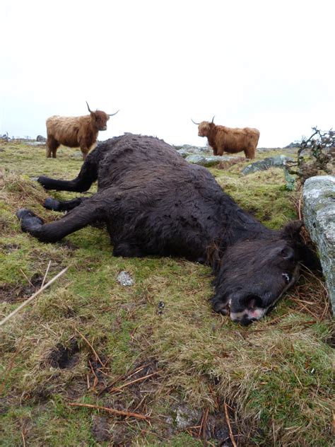 Swep Welfare Callout Blog Dead Pony Bodmin Moor Carbilly Tor