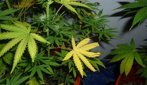 Spotting Cannabis Deficiencies In Your Garden CenturionPro Solutions