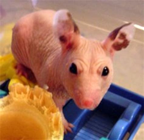 6 Hairless Animals That Will Freak You Out Pethelpful
