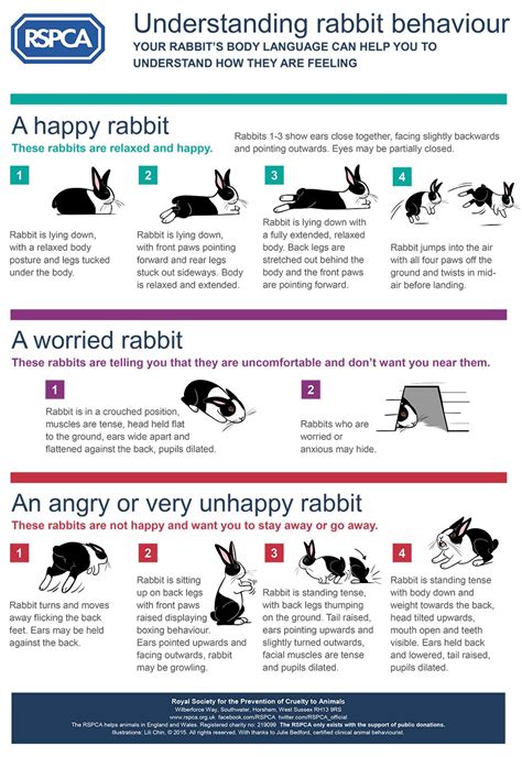 What Does My Rabbits Behaviour Mean Rspca Bunny Care Rabbit Toys