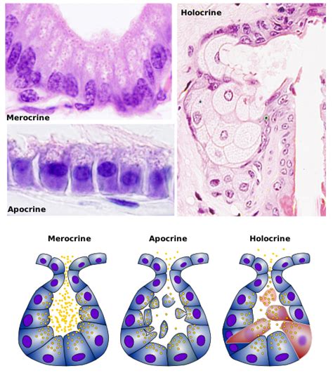 Epithelial Tissue Glandular Epithelium Atlas Of Plant And Animal