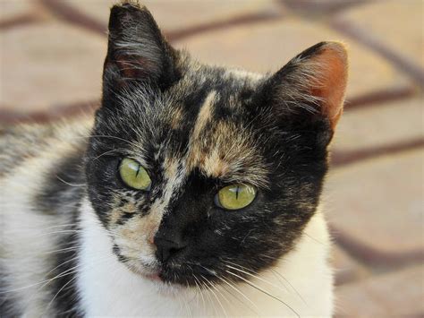 Stray Calico Cat With Yellow Eyes Photograph By Lisa Crawford Fine