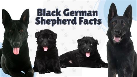 Top 15 Black German Shepherd Facts And Things To Know About All Black