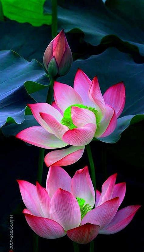 Photography Wallpaper Beautiful Lotus Flower Pink Lotus Flower On