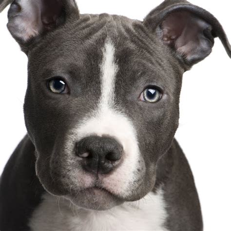 Dogs And Cats Breed American Pit Bull Terrier Dog Dogs And Cats