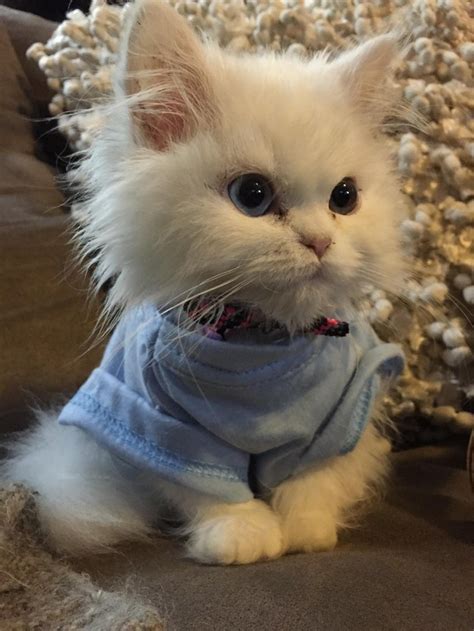 12 Cats Who Are Really Good At Being Humans I Just Love
