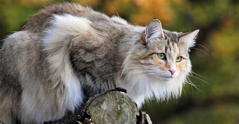 The Norwegian Forest Cat Cat Breeds