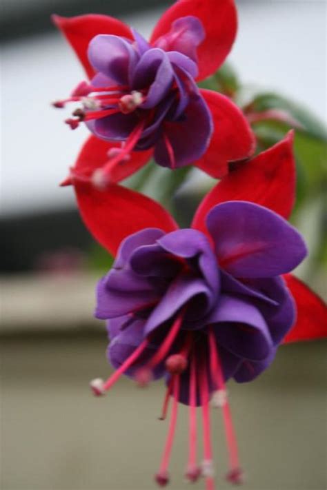 In principle, hybrid fuchsias do not need a rest period, but in the cold winter months it is quite difficult to provide plants with constant access to fresh air and a sufficient level of illumination at a. Fuchsia hybrida (Hybrid Fuchsia) - Plant Page