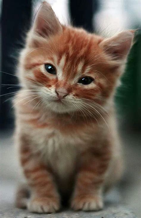 Little Ginger Kittens And Puppies Cute Kittens Cats And Kittens