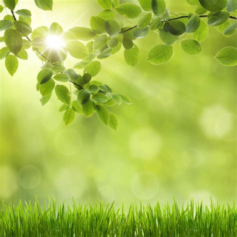 15 Spring Green Wallpaper Basty Wallpaper