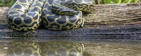 Bbc Earth Anaconda Gives Birth Underwater David Attenborough