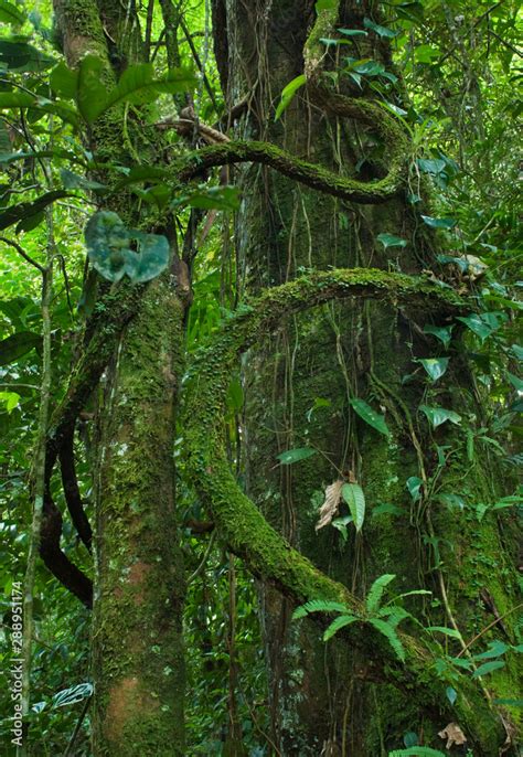 Fototapeta Urban Jungle Moss Covered Lianas Growing On Large Tree In