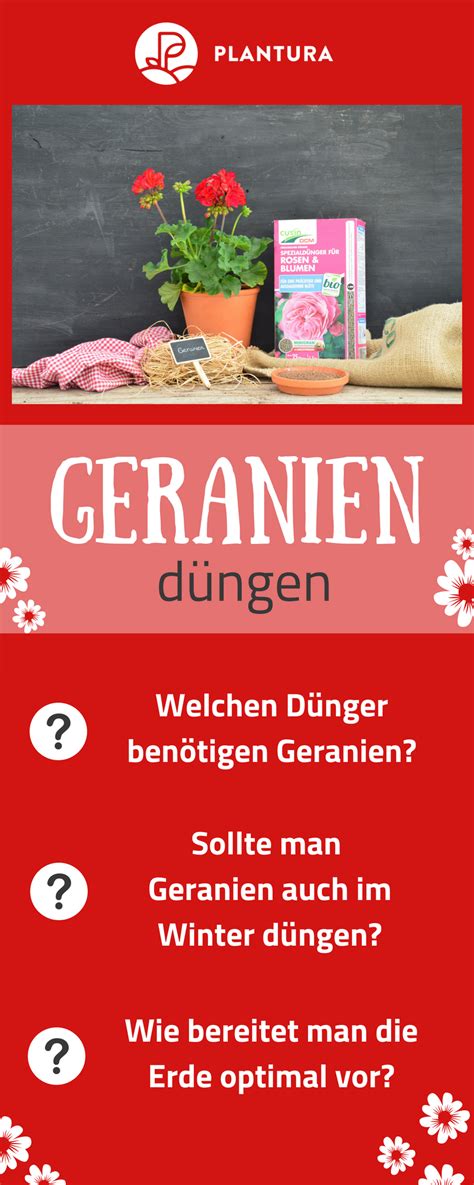 Bei dieser länge verbleiben etwa 3 bis 5 augen am trieb. 48 HQ Images Rosen Zurückschneiden Wann Und Wie Weit ...