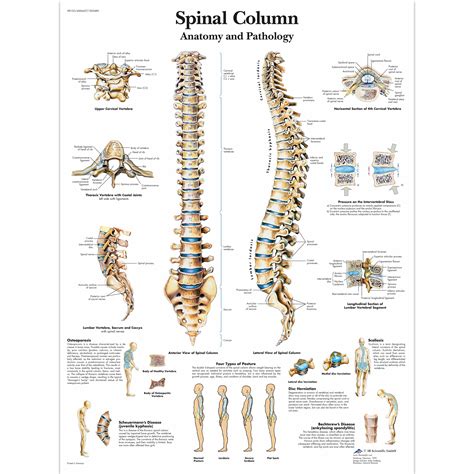 Spinal Column Chart Vertebrae Posters And Charts Human Vertebral