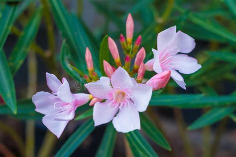 Oleander Or Nerium Oleander Shrub Plant With Fully Open Blooming White