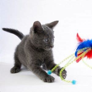 Fun & easy home activities for kids | diy summer popsicles: Indoor Cat Games that Can Get your Pet Up and Moving ...