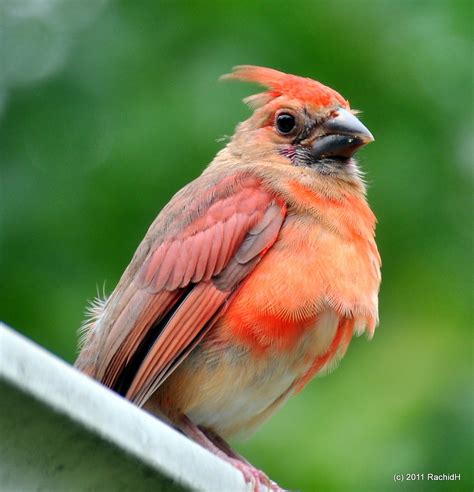 Dsc0210 North American Cardinal ~ Juvenile Male Rachid H Flickr