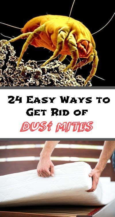 24 Easy Ways To Get Rid Of Dust Mites And Get Allergy Relief