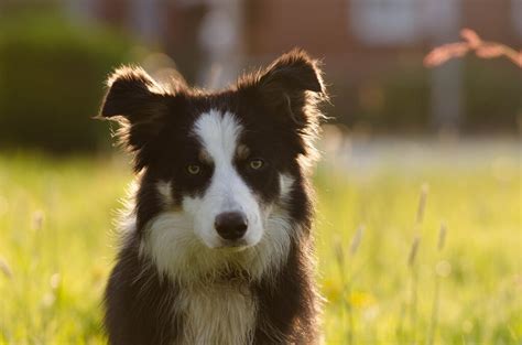 Border Collie Dog Breeds Complete Profile History And Care