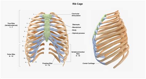 Human Rib Thoracic Cage Anatomy 3d Model Turbosquid 1607906