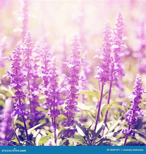 Vintage Photo Of Lavender Flowers Stock Image Image Of Vibrant Vivid