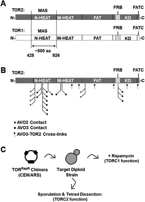 Identification Of Defined Structural Elements Within Tor2 Kinase